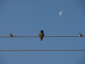 Birds on a wire Birds on a wire